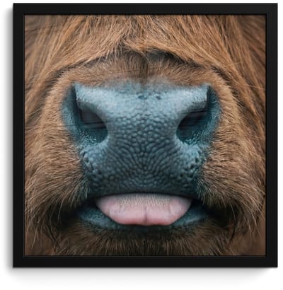Poster in lijst - Fotolijst 40x40 cm - Posters - Schotse hooglander - Neus - Bruin - Posterlijst zwart - Decoratie - Wanddecoratie woonkamer - Muurdecoratie slaapkamer