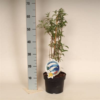 Arbustes de haie - Un ensemble 1 - Buddleja davidii 'White Profusion' - (3L) 50-60 cm