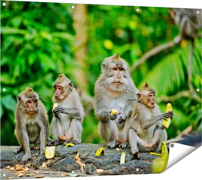 Gards Tuinposter Groep Apen Eten Bananen in het Bos - 120x90 cm - Tuindoek - Tuindecoratie - Wanddecoratie buiten - Tuinschilderij