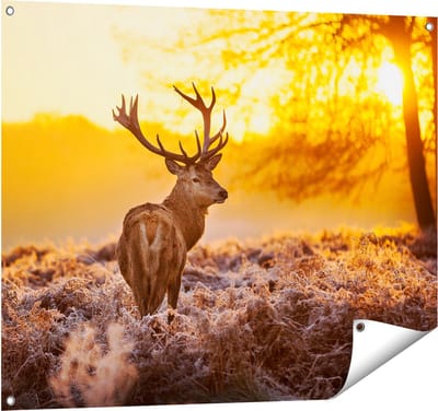 Gards Tuinposter Hert in Bos tijdens de Zonsopkomst - 100x80 cm - Tuindoek - Tuindecoratie - Wanddecoratie buiten - Tuinschilderij