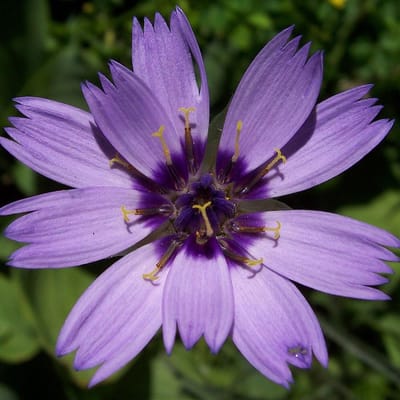 6 x Catananche Caerulea - Blauwe Strobloem Pot 9x9 cm - Hemelsblauwe Bloeier
