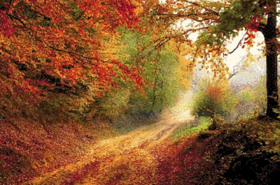 MyHobby Borduurpakket Herfst in het bos - Borduurwerk voor beginners & gevorderden