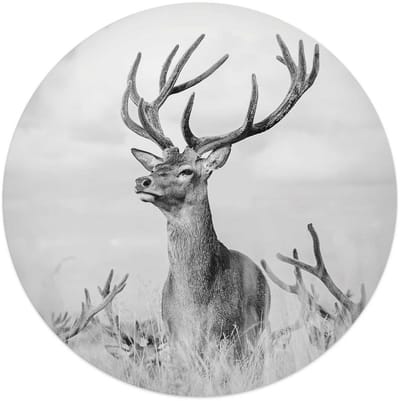 Plexiglasschilderij Trots hert - Ø 50 - Acrylglas - REINDERS