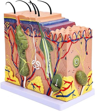 Huid Model - Anatomie Leren - Onderwijs Hulpmiddel - Gedetailleerde Weergave - 35x 50x 70x - N.v.t.