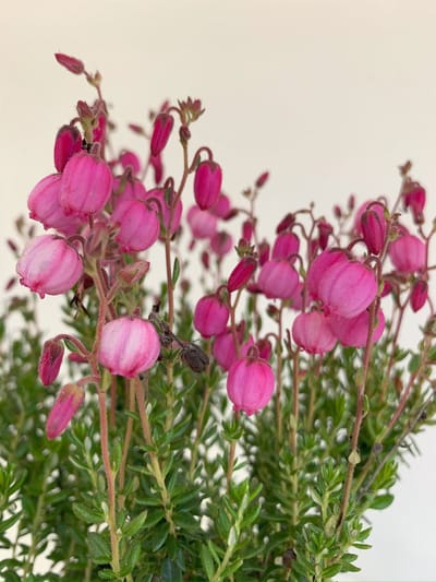 Ierse heide Roze - 10 Stuks - Daboecia cantabrica 'Rosella' - P10.5 - Plant - Tuinplant - Heide - Bloem