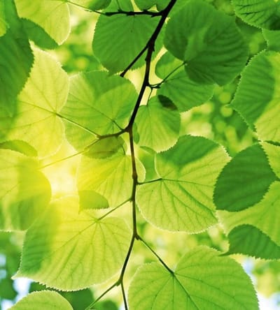 Fotobehang - Green Leaves 225x250cm - Vliesbehang