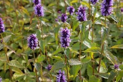 6x Dropplant - Agastache hybr. 'Black Adder' | 9x9 cm pot