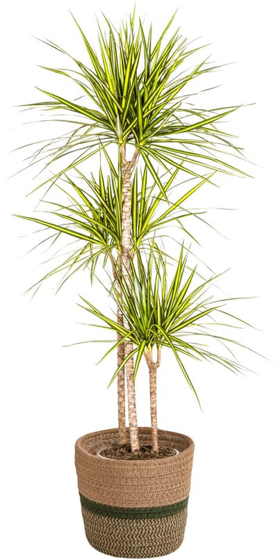 Plantenboetiek.nl | Dracaena Marginata 'Sunray' met mand - Ø24cm - 130-150cm hoog - Kamerplant - Groenblijvend