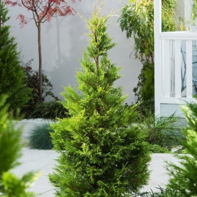 Plants Online BV - Planten - Haagplanten - Coniferen - Set van 1 - Leylandcipres