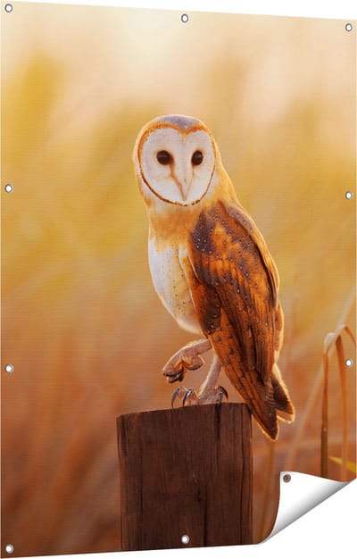Gards Tuinposter Kerkuil op een Boomstronk - 90x120 cm - Tuindoek - Tuindecoratie - Wanddecoratie buiten - Tuinschilderij
