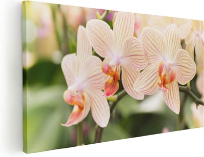 Artaza Canvas Schilderij Orchidee - 40x20 cm - Klein - Wanddecoratie Bloemen - Muurdecoratie Botanisch - Schilderijen Op Canvas