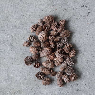 Mini dennenappels 150 gram - Kleine denneappels - Natuurlijke Strooidecoratie - Bloemschikmaterialen - Cadeauverpakking