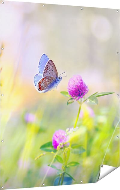 Gards Tuinposter Blauwe Vlinder bij een Paarse Bloem - 120x160 cm - Tuindoek - Tuindecoratie - Wanddecoratie buiten - Tuinschilderij