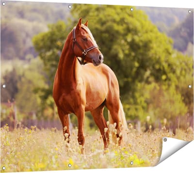 Gards Tuinposter Bruin Paard in de Wei - 120x90 cm - Tuindoek - Tuindecoratie - Wanddecoratie buiten - Tuinschilderij