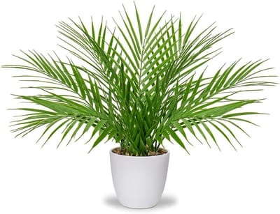 Realistische Kunstplanten 38 cm - Neppalm in Witte Potten voor Decoratie in Huis, Kantoor en Badkamer - Tropische Planten voor Tafel en Interieur