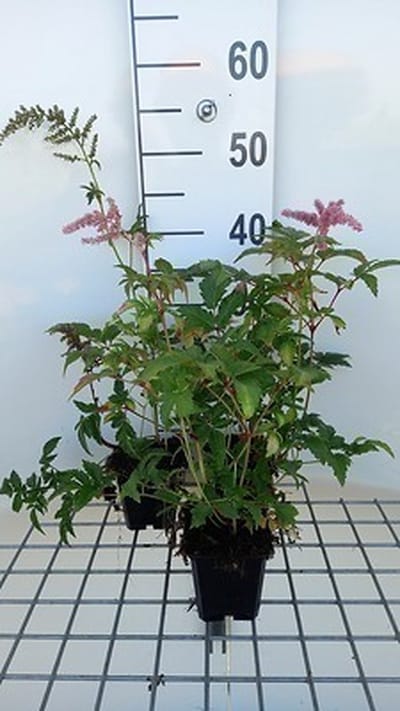 6x Prachtspirea - Astilbe (a) 'Bressingham Beauty' | 9x9 cm pot