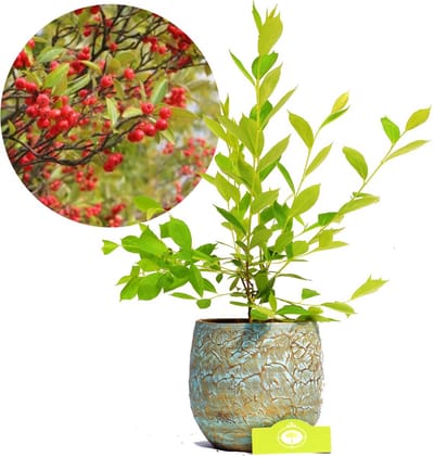 Aronia prunifolia Brilliant, appelbes, bessenstruik, 2 liter pot