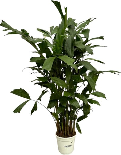 Clustering Fishtail Palm voor binnen (Caryota Mitis), 120 cm hoog, Ø21cm