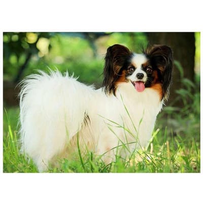 Diamant schilderij kruissteek Papillon hond kleine huisdieren volledige ronde boor diamant borduurwerk 20X30CM beige