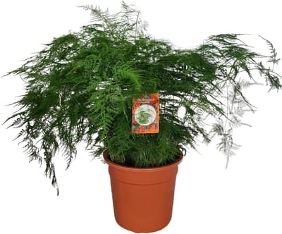 Plantenboetiek.nl | Asparagus Setaceus - Ø27cm - 60-70cm hoog - Kamerplant - Groenblijvend
