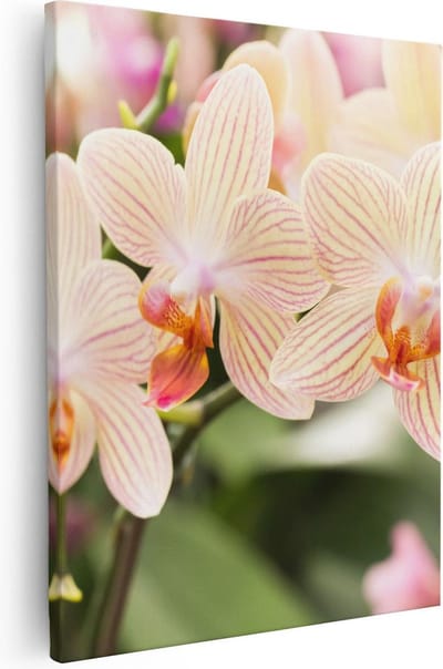 Artaza Canvas Schilderij Bloemen - 40x50 cm - Muurdecoratie Orchidee - Wanddecoratie Botanisch - Kamer Accessoires
