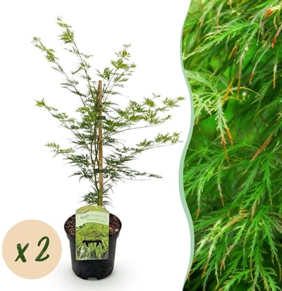 Green boutiQ - Terrasplant - Japanse Esdoorn - Acer palmatum Emerald Lace - Groen - 2 Planten - Bladverliezend - Pot 19cm Hoogte 70cm