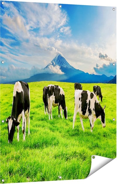 Gards Tuinposter Koeien in de Wei - 90x120 cm - Tuindoek - Tuindecoratie - Wanddecoratie buiten - Tuinschilderij