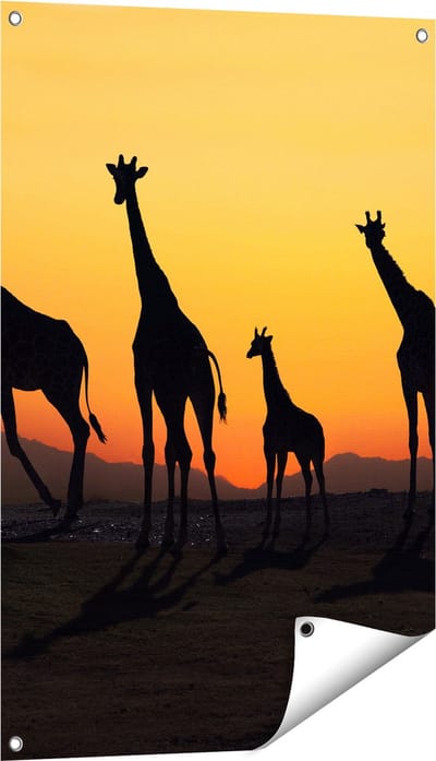 Gards Tuinposter Vier Giraffe Silhouetten bij Zonsondergang - 60x90 cm - Tuindoek - Tuindecoratie - Wanddecoratie buiten - Tuinschilderij
