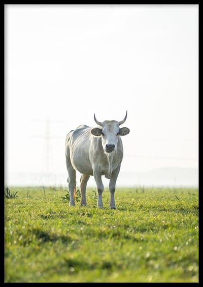 Poster Koe - 70x100cm - Poster Dieren