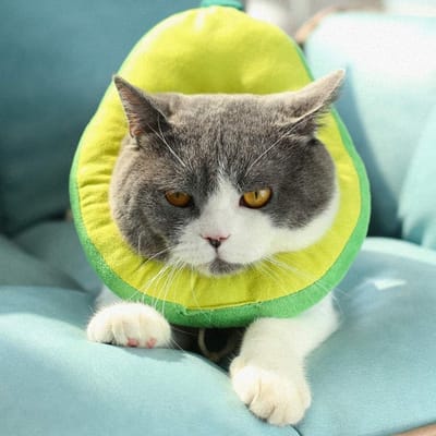 Herstelhalsband voor Katten en Honden, Verstelbare Beschermhalsband, Comfortabele Genezing Cone voor Dieren met Zachte Rand