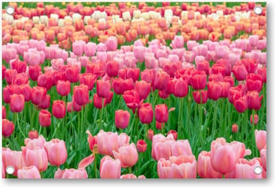 Tulpenveld in Nederland - Tuinposter 90x60 - Wanddecoratie - Landschap - Natuur - Bloemen