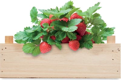 Kweekset aardbeien - Moestuin - Kweekbak - Moestuin zaden - Moestuin artikelen - Biologisch - Aardbeizaden - Houten kistje - Potgrond - Tuincompost - Hout - Set - 3-delig