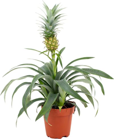 ZynesFlora Ananasplant Mi Amigo in Ø 12 cm Plantenpot - Hoogte: 35 - 40 cm - Luchtzuiverende Anti-Snurk Kamerplant
