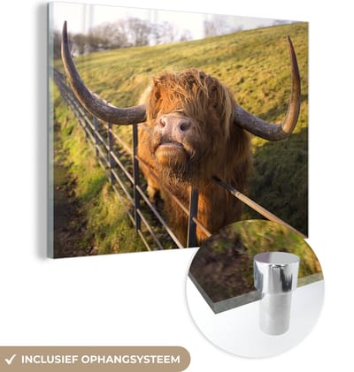 MuchoWow® Glasschilderij 160x120 cm - Schilderij acrylglas - Schotse Hooglander - Hek - Gras - Foto op glas - Schilderijen