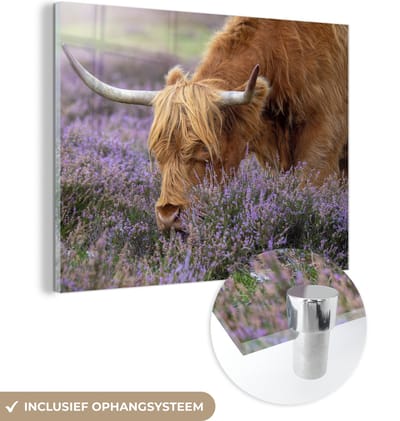 MuchoWow® Glasschilderij 160x120 cm - Schilderij acrylglas - Schotse Hooglander - Dieren - Heide - Foto op glas - Schilderijen