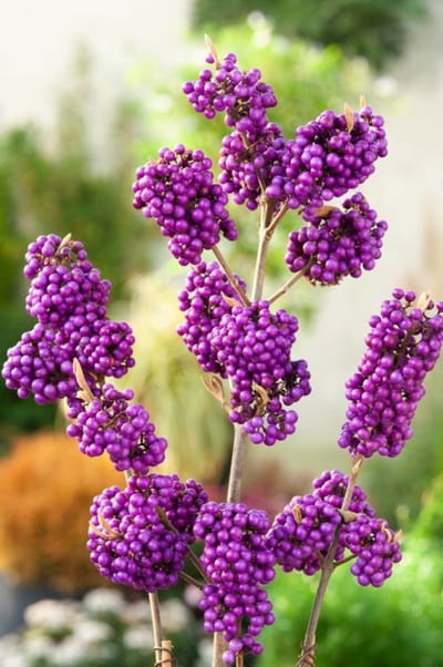 Arbustes de haie - Un ensemble 1 - Callicarpa bodinieri 'Profusion' - (3L) 40-50 cm