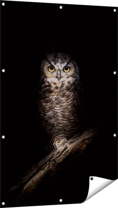 Gards Tuinposter Uil op een Tak in de Nacht - 80x120 cm - Tuindoek - Tuindecoratie - Wanddecoratie buiten - Tuinschilderij