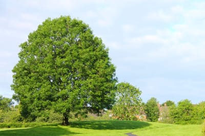 Es / Gewone es 125-150 cm (in pot) - Fraxinus excelsior - Ø23 cm - inheemse plant - vochtige standplaats - snelle groeier