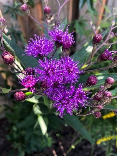 6 x Vernonia crinita 'Mammuth' - Ijzerkruid - P9 Pot (9 x 9cm) - Dima Vaste Planten