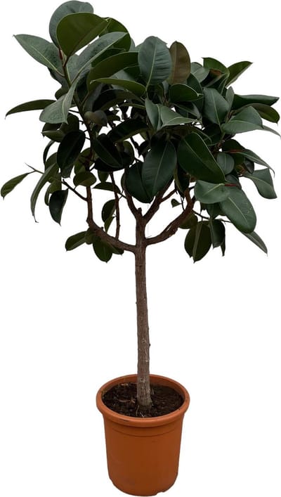 Kamerplant op stam Ficus Elastica Robusta, 180 cm hoog, ø35 potmaat, Donkergroene rubberplant
