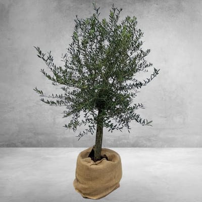 Green Harmony - Olea europaea op stam 35 liter, Olijf op stam