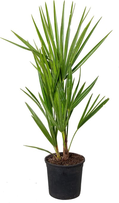 Bloomique - Chamaerops Humilis - Europese Dwergpalm - Palmboom Winterhard - Tuinplanten - Hoogte 40-50 cm - Pot 15 cm
