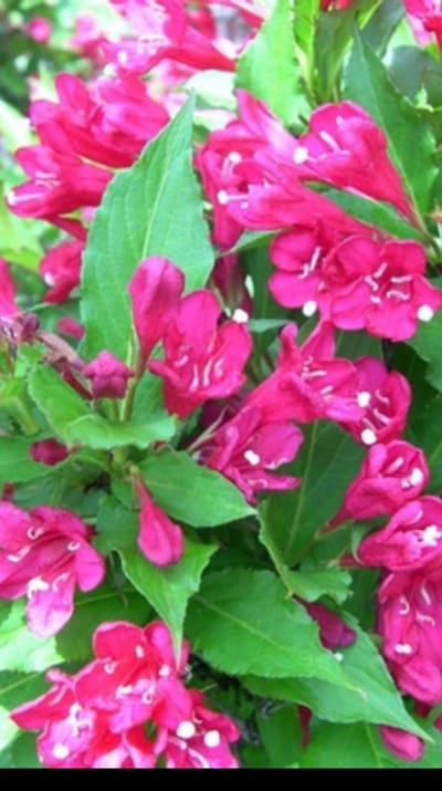 Weigela hybr. 'Red Prince' - Weigela, Weigelia 50- 60 cm in pot
