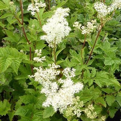 6 x Filipendula Ulmaria - Knolspirea pot 9x9 cm- Weelderige Moerasplant