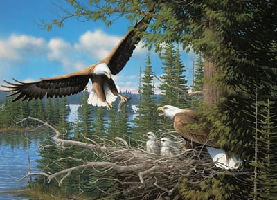 1000 Stuk Puzzel - Nesting Eagles - Hoogwaardige Kwaliteit en Duurzaam