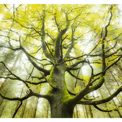 Fotobehang - Der Traumbaum 300x280cm - Vliesbehang