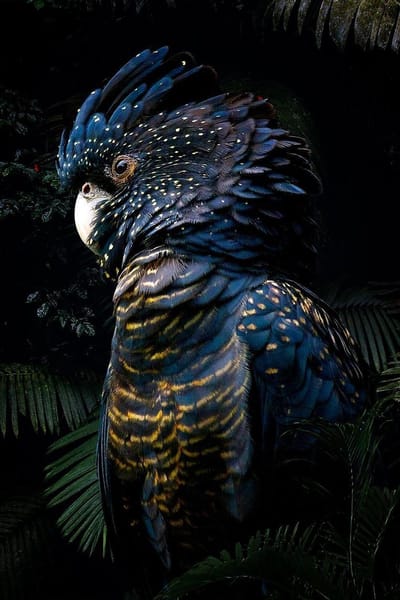 Bird Collection I – 100cm x 150cm - Fotokunst op PlexiglasⓇ incl. certificaat & garantie.