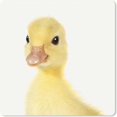 Muismat 20x20 cm - Mousepad Dieren - Eend - Geel - Muismatten