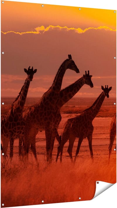 Gards Tuinposter Giraffe Kudde bij Zonsondergang - 120x180 cm - Tuindoek - Tuindecoratie - Wanddecoratie buiten - Tuinschilderij