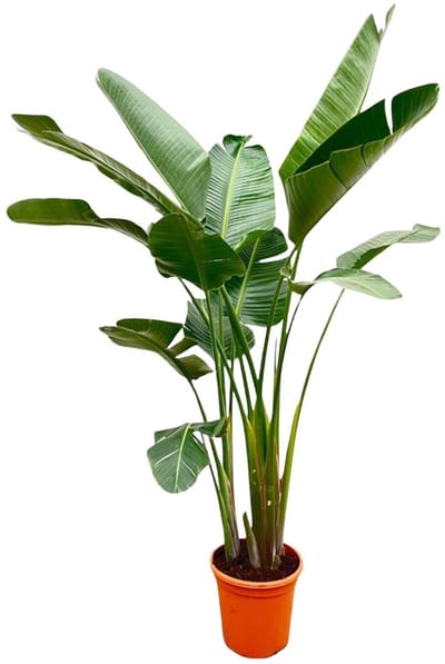 Plantenboetiek.nl | Strelitzia Augusta XXL - Ø38cm - 225-250cm hoog - Kamerplant - Groenblijvend